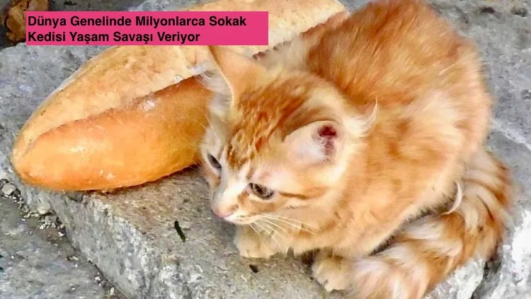 Dünya Genelinde Milyonlarca Sokak Kedisi Yaşam Savaşı Veriyor