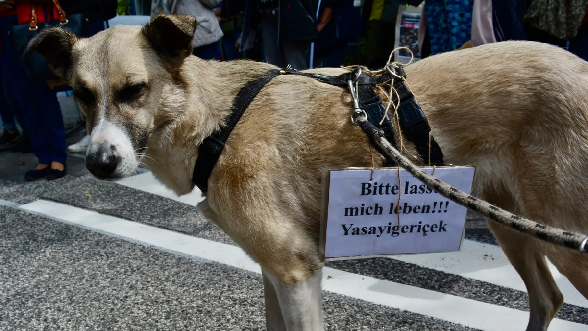 Hamburger Protest gegen die Tötung von Tieren in der Türkei